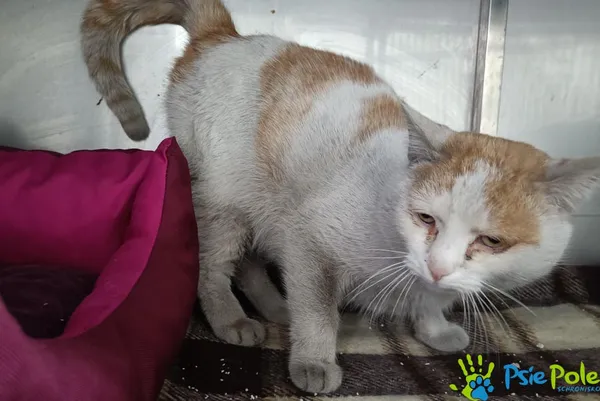 Kot do adopcji, Racławice, 22 stycznia 2026 (3/4)