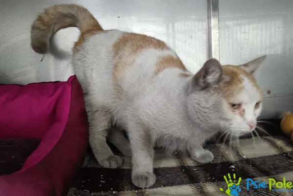 Kot do adopcji, Racławice, 22 stycznia 2026 (4/4)