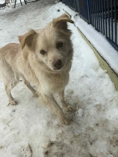 Pies do adopcji, Orzechowce, 26 stycznia 2026 (1/5)