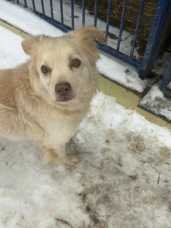 Pies do adopcji, Orzechowce, 26 stycznia 2026 (3/5)