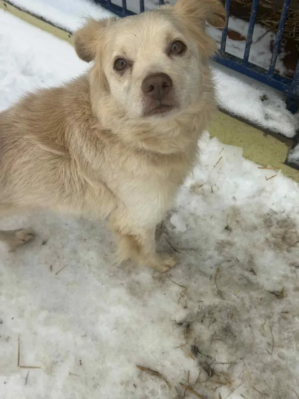 Pies do adopcji, Orzechowce, 26 stycznia 2026 (4/5)