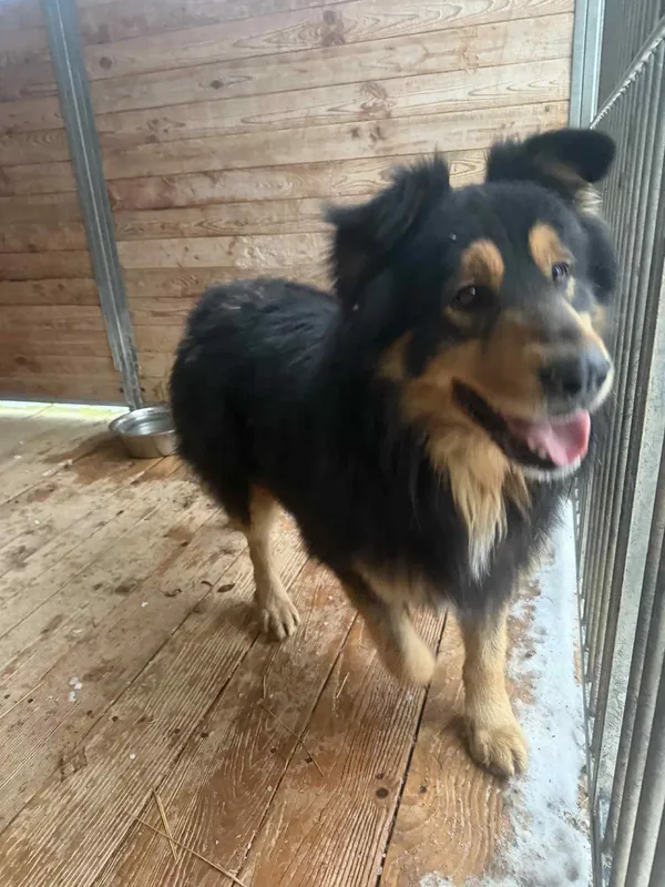 Pies do adopcji, Orzechowce, 23 stycznia 2026 (2/4)