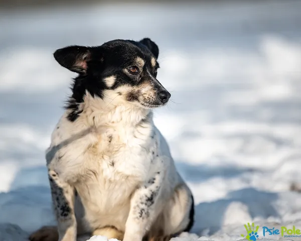 Pies do adopcji, Racławice, 20 stycznia 2026 (2/5)