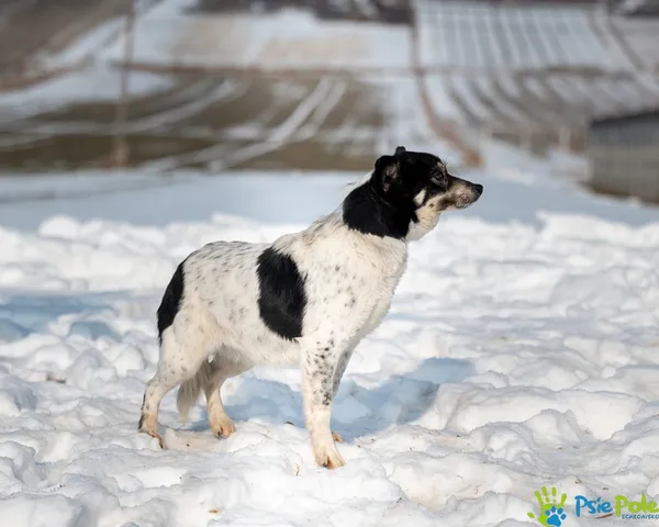 Pies do adopcji, Racławice, 20 stycznia 2026 (5/5)