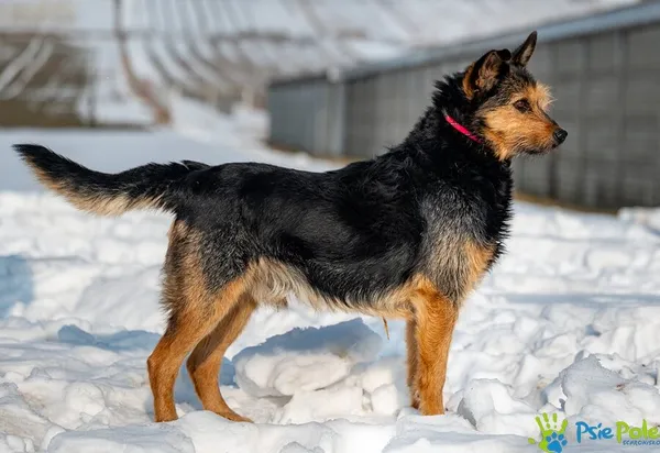 Pies do adopcji, Racławice, 20 stycznia 2026 (1/5)