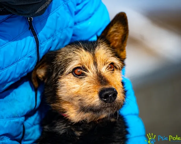 Pies do adopcji, Racławice, 20 stycznia 2026 (3/5)