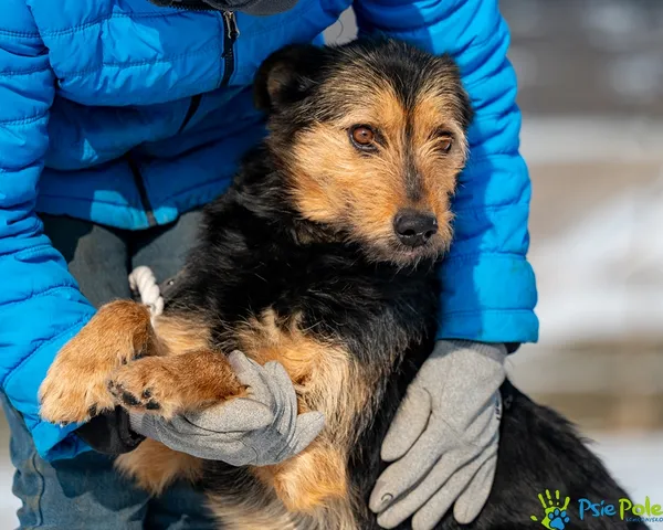 Pies do adopcji, Racławice, 20 stycznia 2026 (4/5)