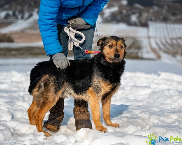 Pies do adopcji, Racławice, 20 stycznia 2026 (5/5)