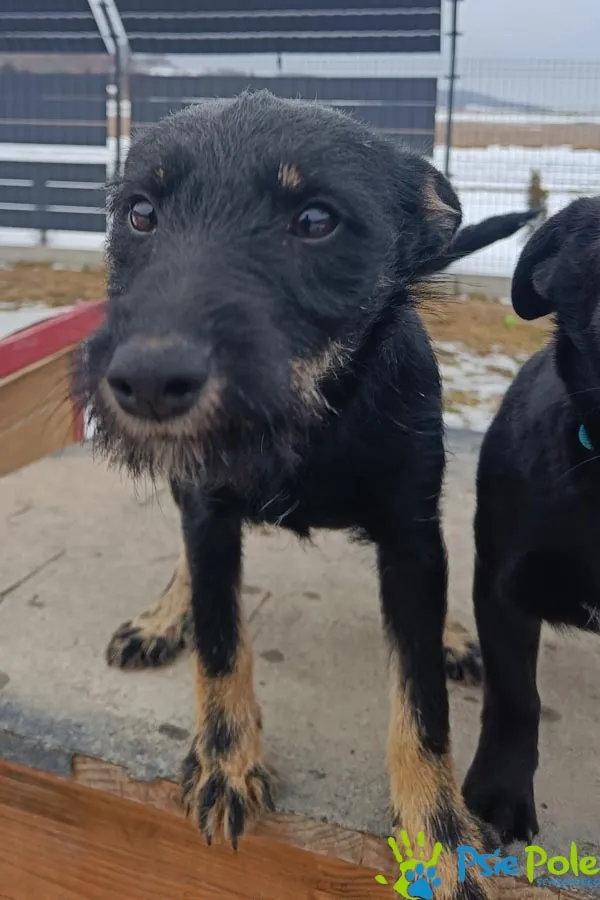 Pies do adopcji, Racławice, 21 stycznia 2026 (1/5)