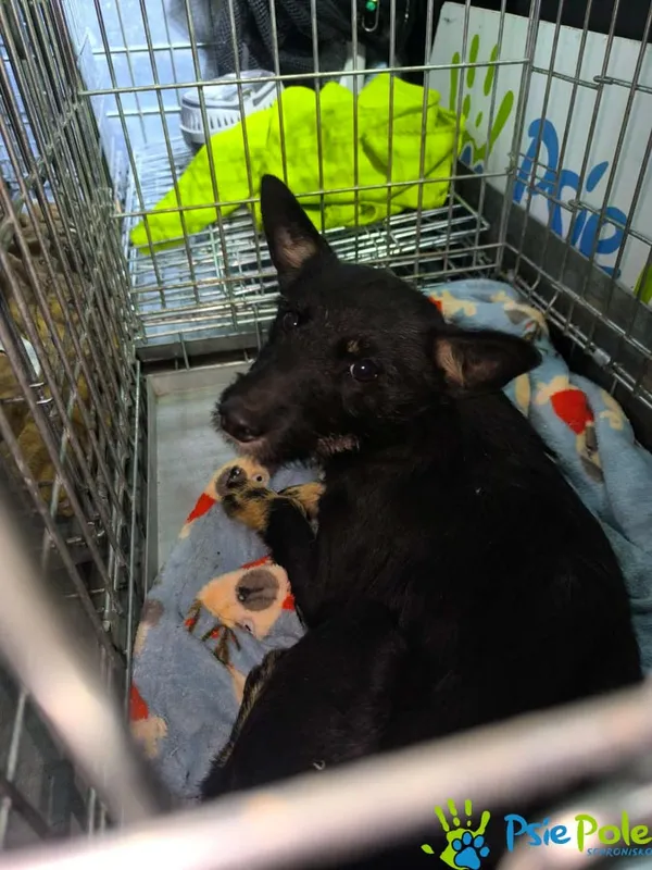 Pies do adopcji, Racławice, 21 stycznia 2026 (5/5)