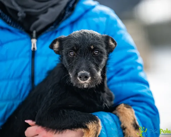 Pies do adopcji, Racławice, 21 stycznia 2026 (1/5)