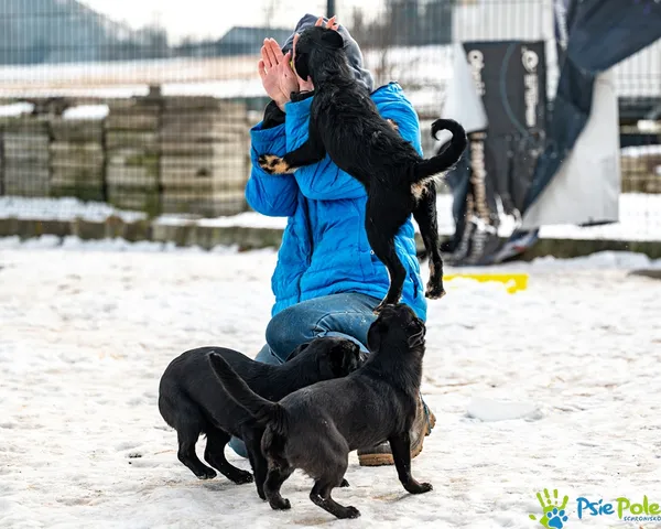 Pies do adopcji, Racławice, 21 stycznia 2026 (4/5)