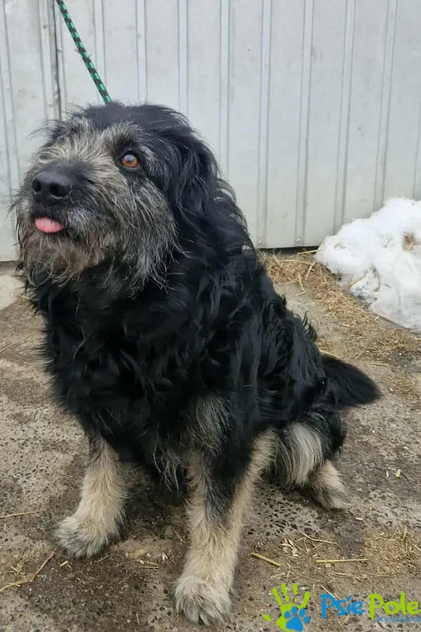 Pies do adopcji, Racławice, 23 stycznia 2026 (1/3)