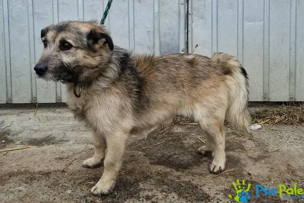 Pies do adopcji, Racławice, 23 stycznia 2026 (1/2)