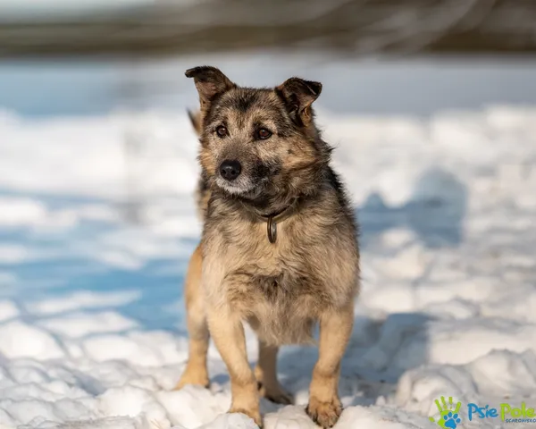Pies do adopcji, Racławice, 23 stycznia 2026 (1/5)