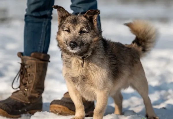 Pies do adopcji, Racławice, 23 stycznia 2026 (2/5)