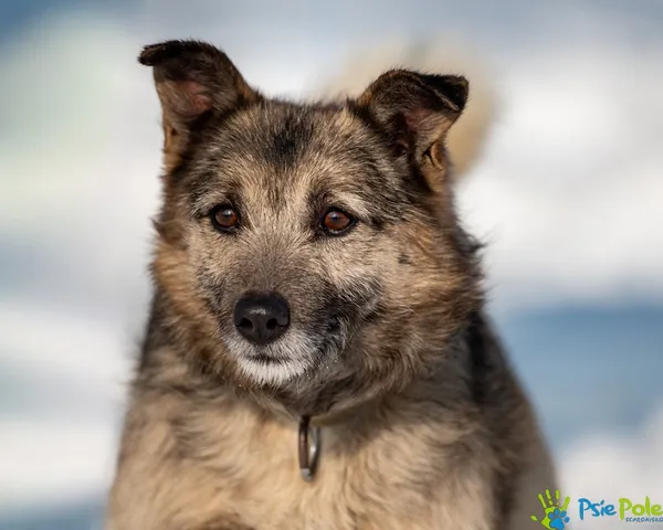 Pies do adopcji, Racławice, 23 stycznia 2026 (4/5)