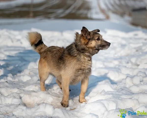 Pies do adopcji, Racławice, 23 stycznia 2026 (5/5)