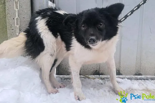 Pies do adopcji, Racławice, 25 stycznia 2026 (2/2)