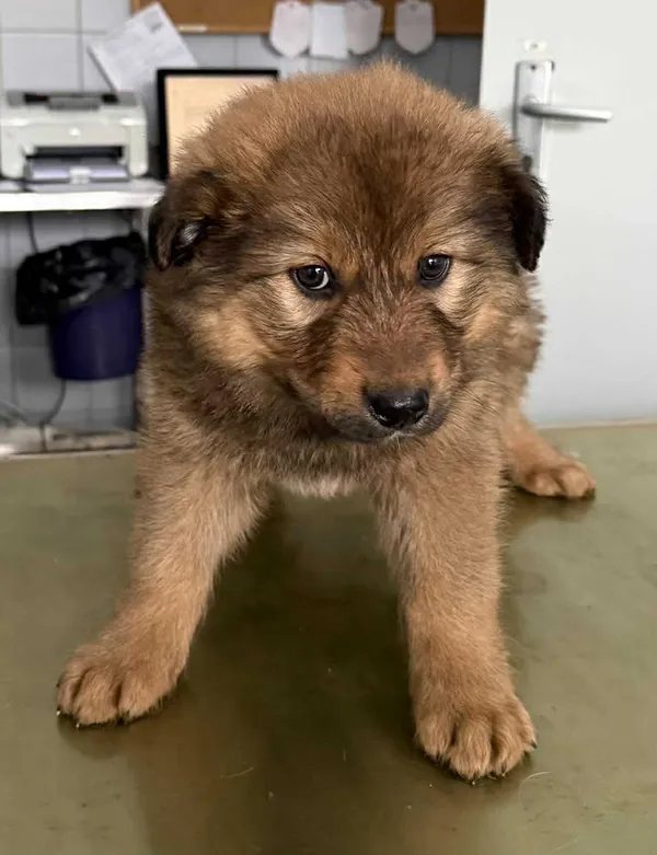 Znaleziono psa, Lublin, 26 stycznia 2026