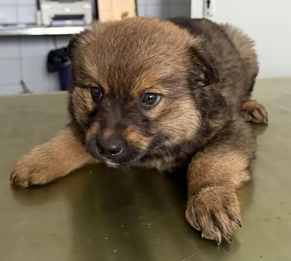 Znaleziono psa, Lublin, 26 stycznia 2026