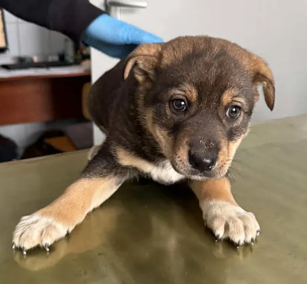 Znaleziono psa, Lublin, 26 stycznia 2026