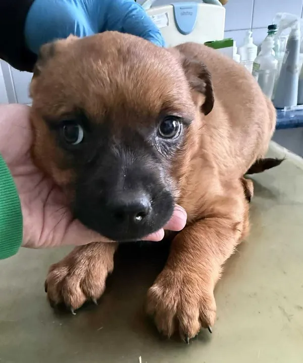 Znaleziono psa, Lublin, 26 stycznia 2026