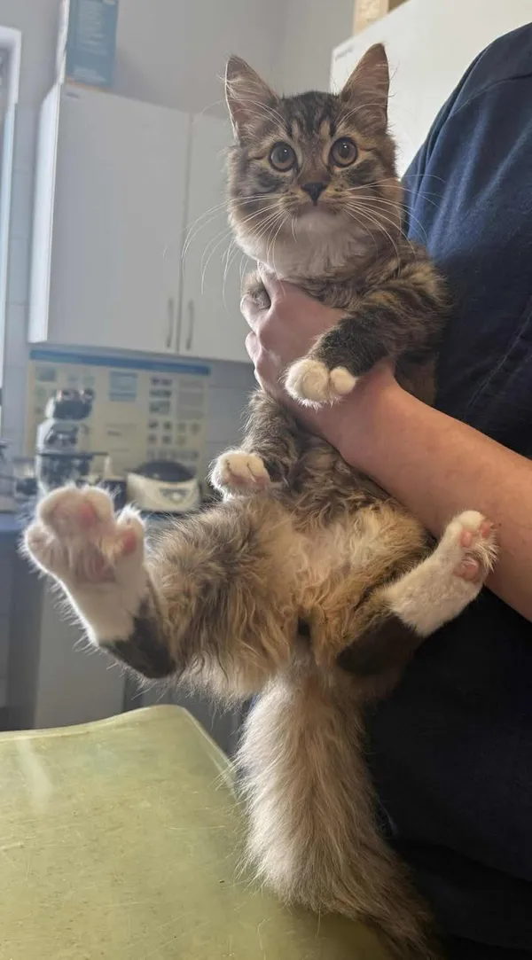 Znaleziono kota, Lublin, 26 stycznia 2026