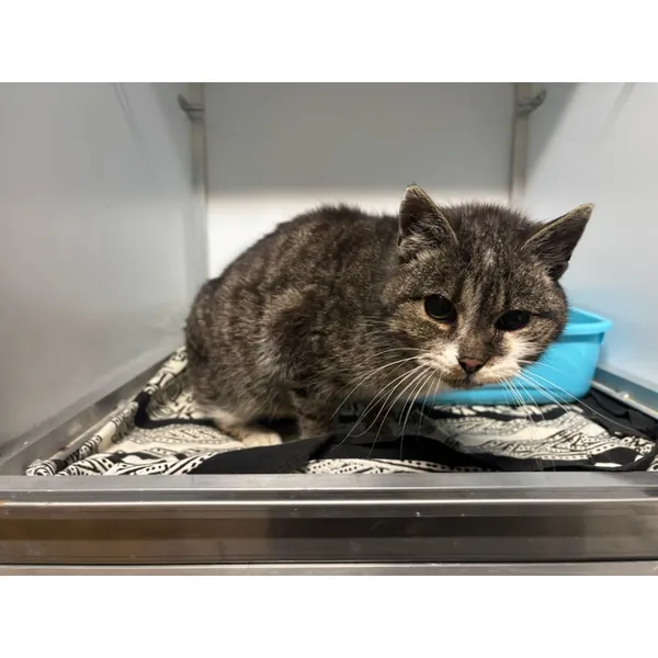 Znaleziono kota, Białystok, 27 stycznia 2026