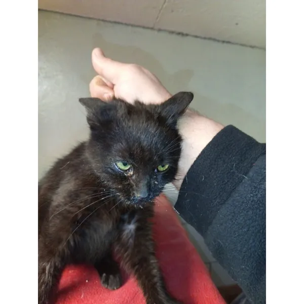 Znaleziono kota, Białystok, 26 stycznia 2026