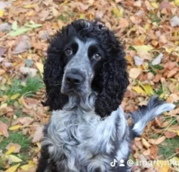 Zaginął pies, Łódź, 27 stycznia 2026