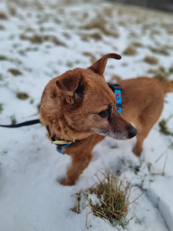 Pies do adopcji, Żywiec, 27 stycznia 2026 (3/5)