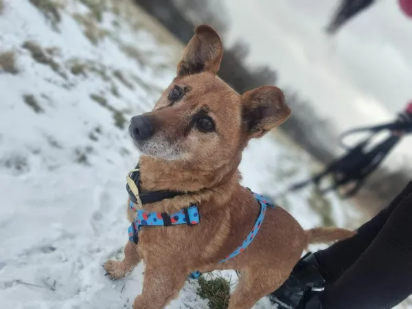 Pies do adopcji, Żywiec, 27 stycznia 2026 (4/5)