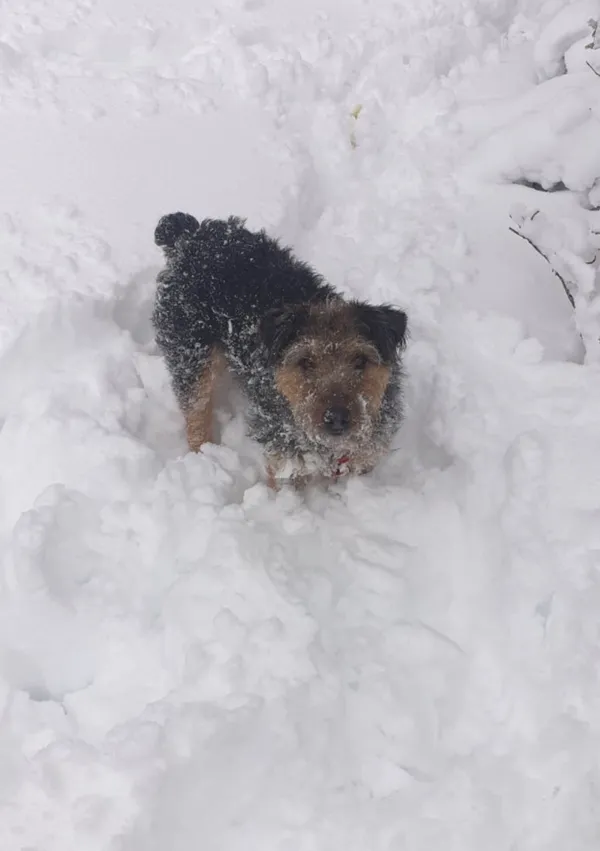 Zaginął pies, Białystok, Jaroszówka, 28 stycznia 2026 (1/3)