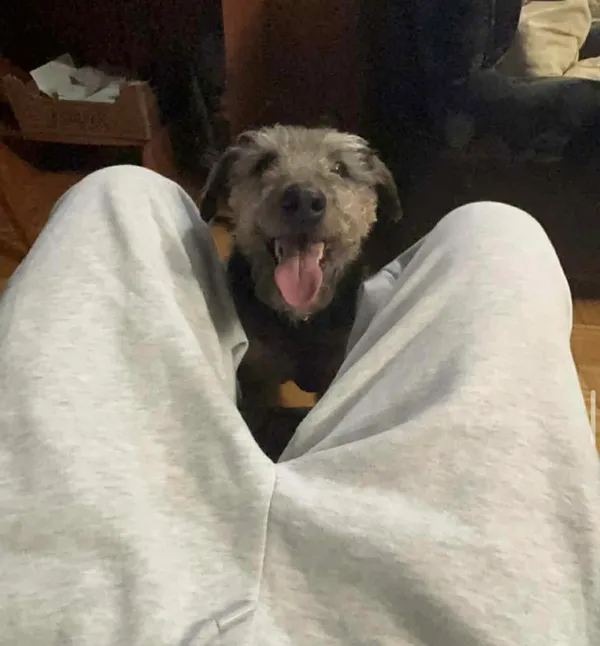 Zaginął pies, Białystok, Jaroszówka, 28 stycznia 2026 (2/3)