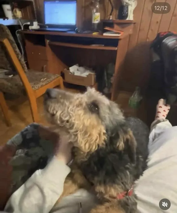 Zaginął pies, Białystok, Jaroszówka, 28 stycznia 2026 (3/3)