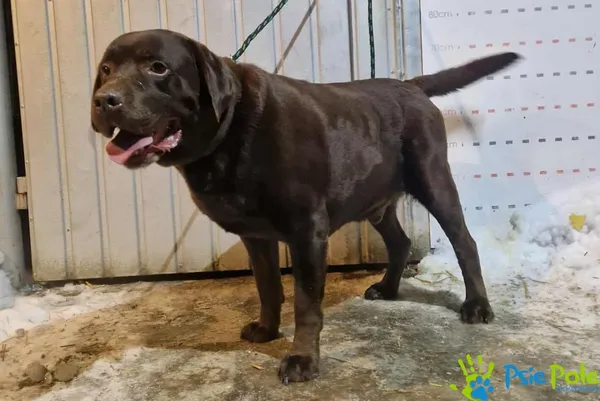 Znaleziono psa, Racławice, 23 stycznia 2026 (1/2)