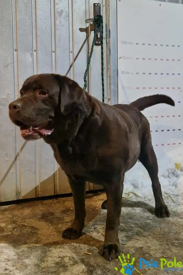 Znaleziono psa, Racławice, 23 stycznia 2026 (2/2)