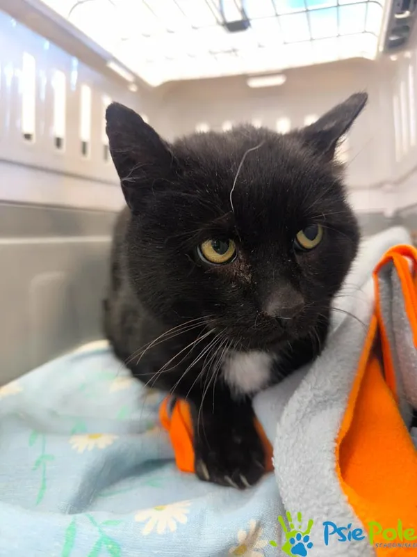 Znaleziono kota, Racławice, 21 stycznia 2026