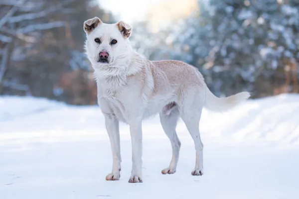Pies do adopcji, Nowodwór, 27 stycznia 2026 (5/5)