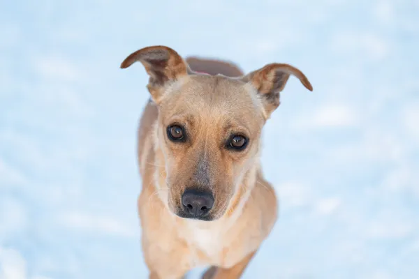 Pies do adopcji, Nowodwór, 26 stycznia 2026 (1/5)