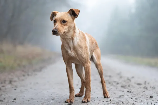 Pies do adopcji, Nowodwór, 26 stycznia 2026 (3/5)