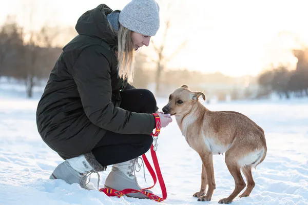 Pies do adopcji, Nowodwór, 26 stycznia 2026 (4/5)