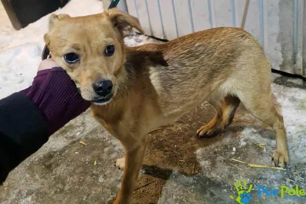 Znaleziono psa, Racławice, 23 stycznia 2026