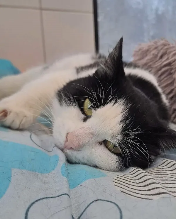 Kot do adopcji, Olsztyn, 17 listopada 2025