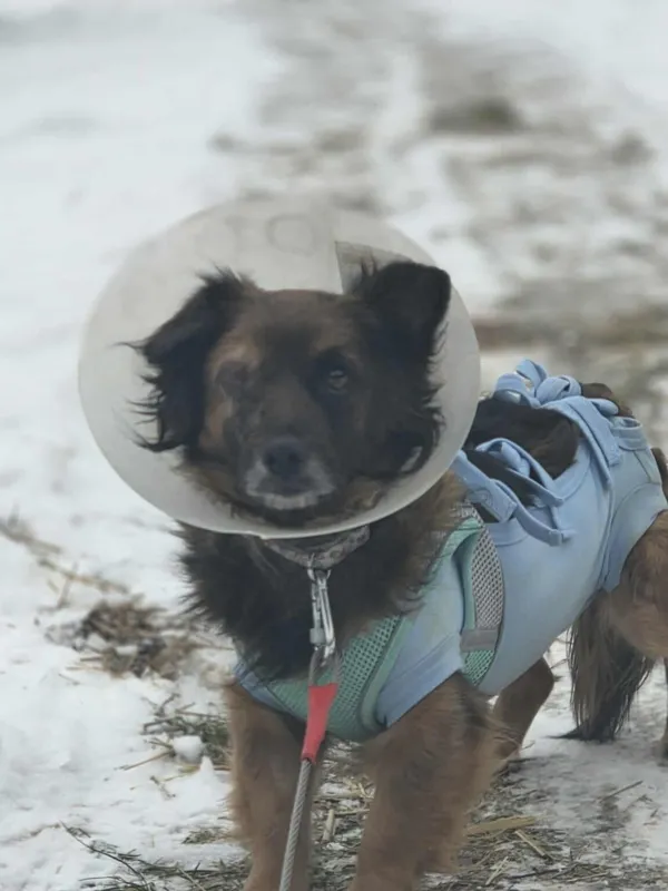 Pies do adopcji, Zgierz, 27 stycznia 2026 (1/5)