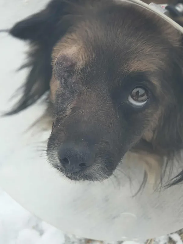 Pies do adopcji, Zgierz, 27 stycznia 2026 (5/5)