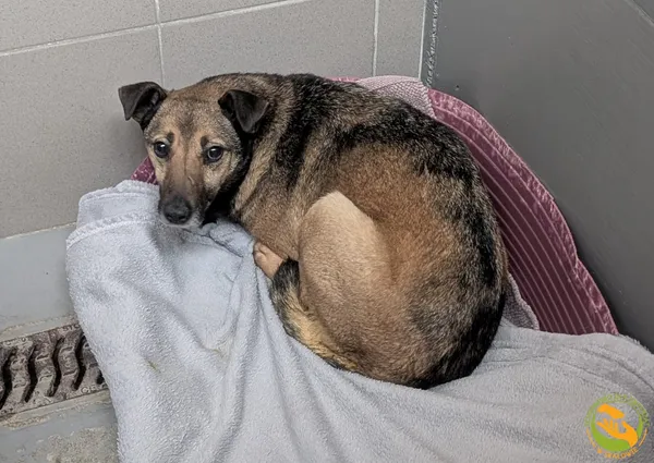 Znaleziono psa, Skałowo, 27 stycznia 2026 (1/2)