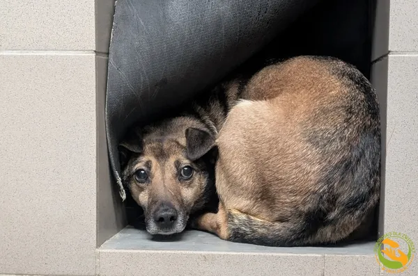 Znaleziono psa, Skałowo, 27 stycznia 2026 (2/2)