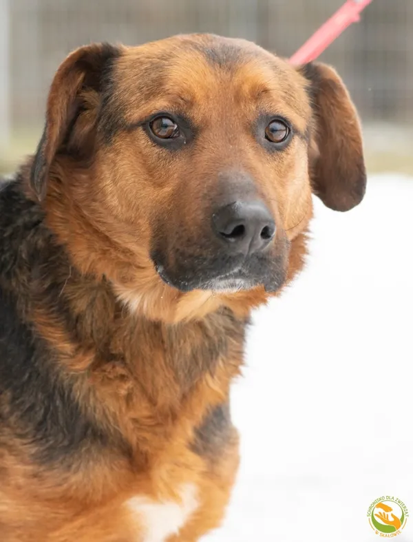 Znaleziono psa, Skałowo, 27 stycznia 2026 (1/4)